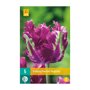 Tulpenbollen Parrot Negrita (zakje van 5 stuks)